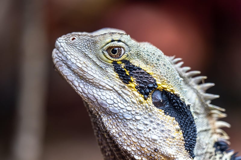 Dragon Sighting Tours