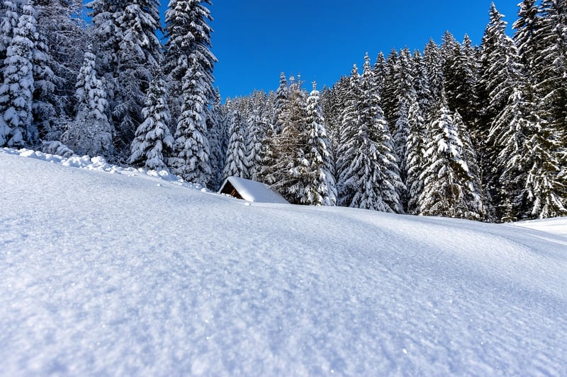 Magical Forest Retreats