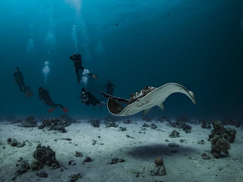 Colorful underwater marine life